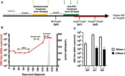 Counterproductive effects of anti-CD38 and checkpoint inhibitor for the treatment of NK/T cell lymphoma